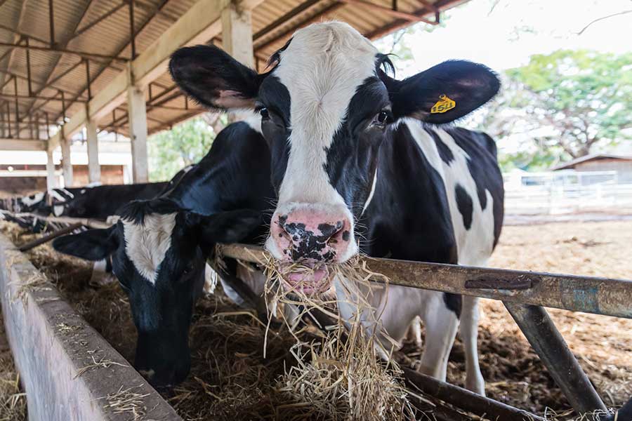 cathie-hunt-farming-accountant